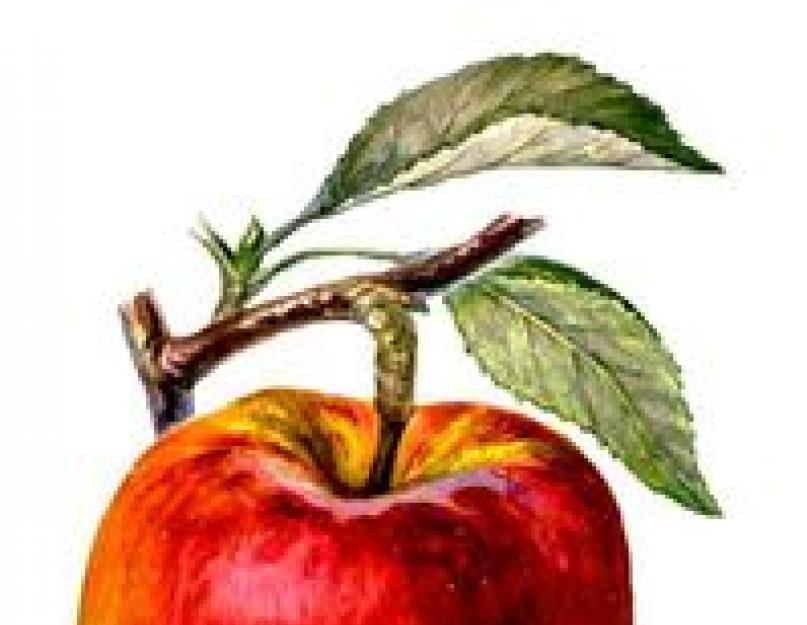 Сорта яблонь фото с названием и описанием. Цветок и его функции
