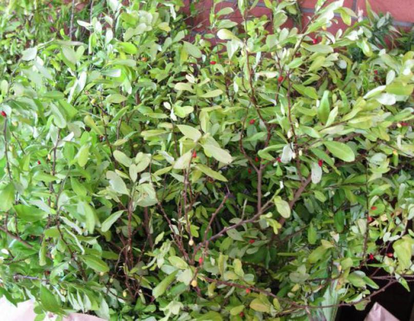 Особенности «божественного» растения кока. Как употреблять листья коки (актуально для Боливии)