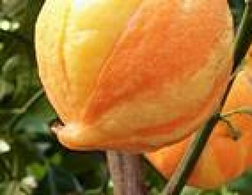 Как вырастить дома апельсин из косточки. Как вырастить апельсин в домашних условиях