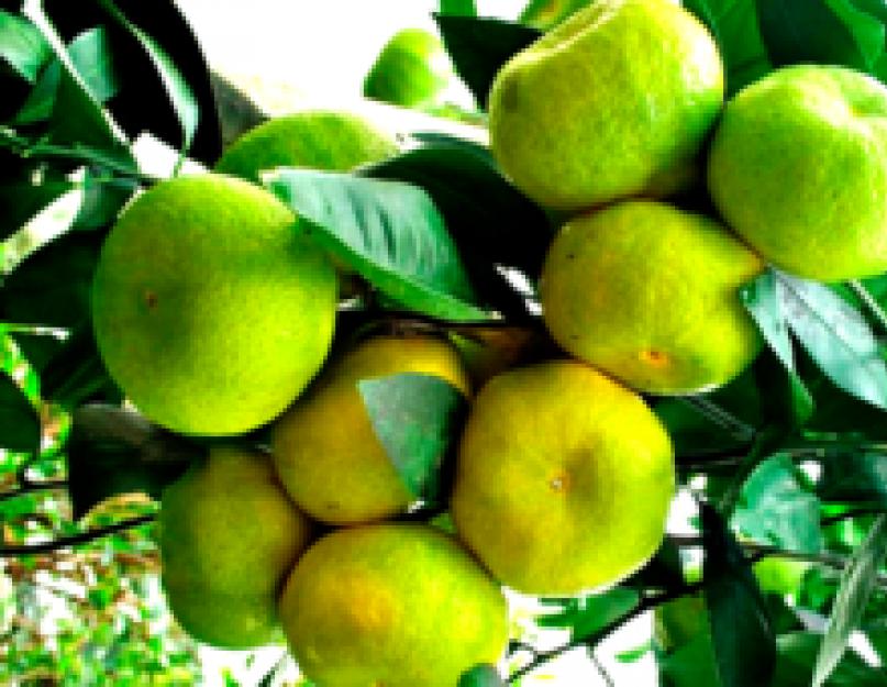 Как правильно ухаживать за комнатным мандарином. Мандариновое дерево: уход в домашних условиях, как поливать и выращивать из косточки? Посадка, размножение и пересадка мандарина