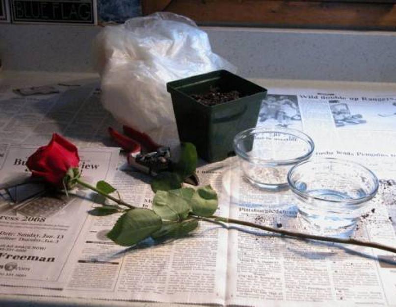 Как вырастить розы из букета зимой. Как посадить розу из черенка или букета в домашних условиях