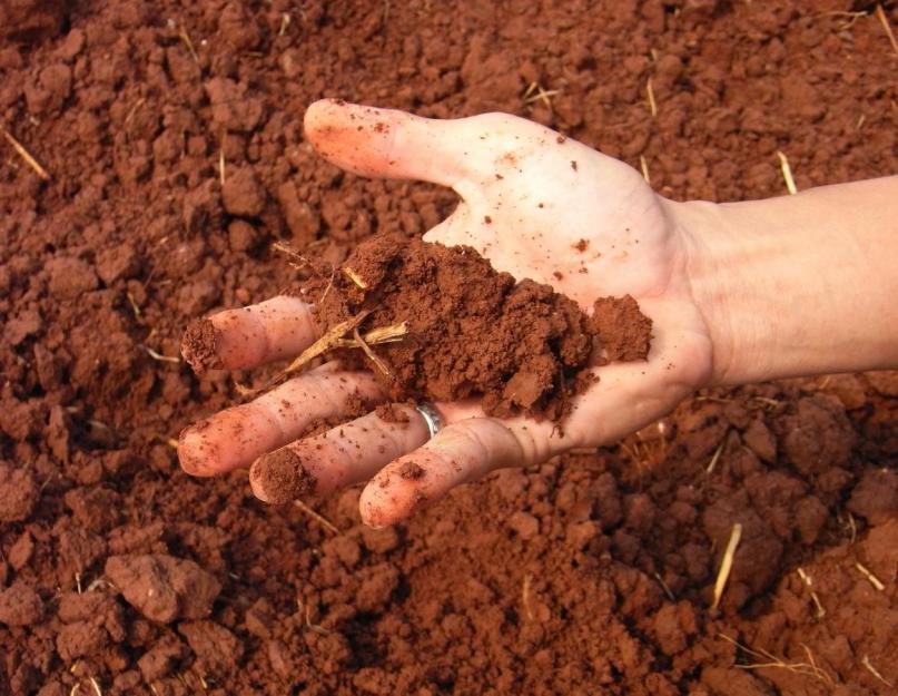 Какой должна быть оптимальная почва. Как определить почву на своем участке