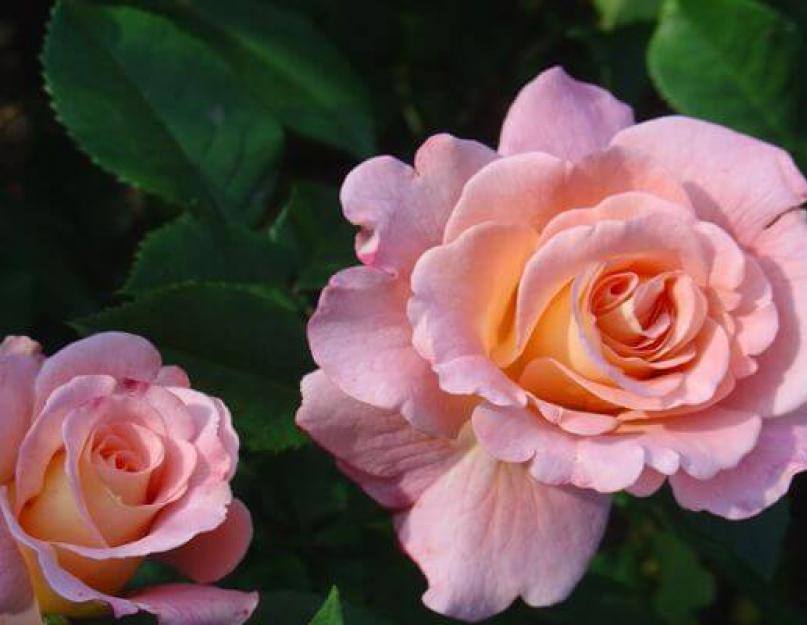 Как посадить розу флорибунда весной. Роза Флорибунда – уход за красавицей для пышного цветения