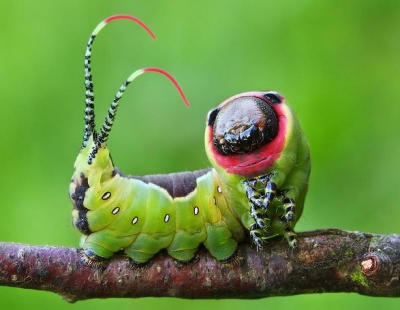 Самые необычные насекомые. Насекомые красной книги россии