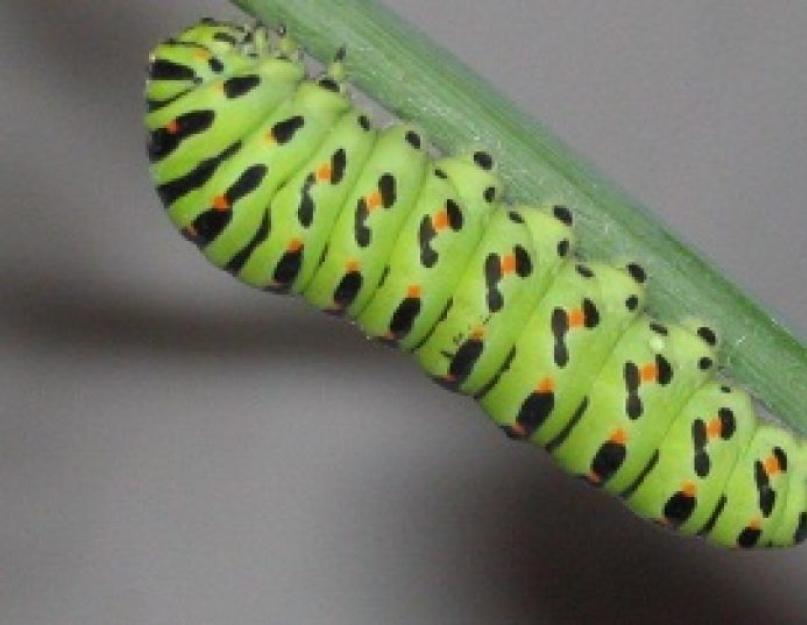 Зеленая гусеница с. Махаон – красивая бабочка или злостный вредитель? Платяная или комнатная моль