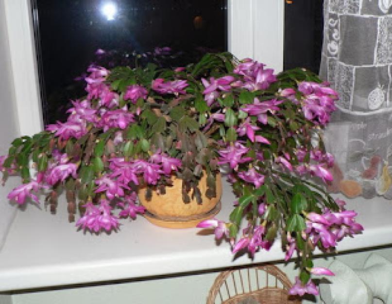 Цветок декабрист (зигокактус): уход в домашних условиях. Почему не цветёт декабрист? Что делать, чтобы добиться его цветения
