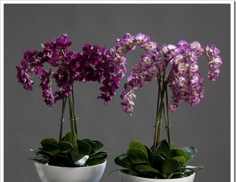Как посадить орхидею привезенную из вьетнама. Орхидея из Вьетнама: каких видов бывает и как правильно посадить луковицу цветка? Как посадить орхидею из Вьетнама