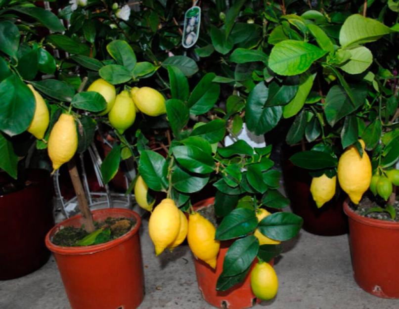 Как вылечить лимон от паутинного клеща. Как избавиться от щитовки на лимоне и других врагов растения