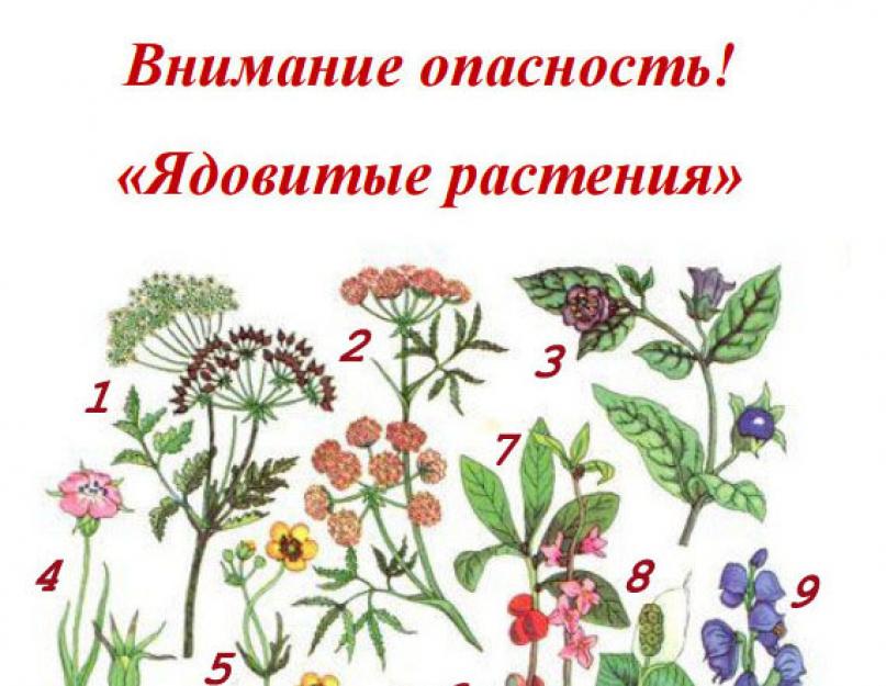 Виды ядовитых растений. Самые опасные и ядовитые растения россии