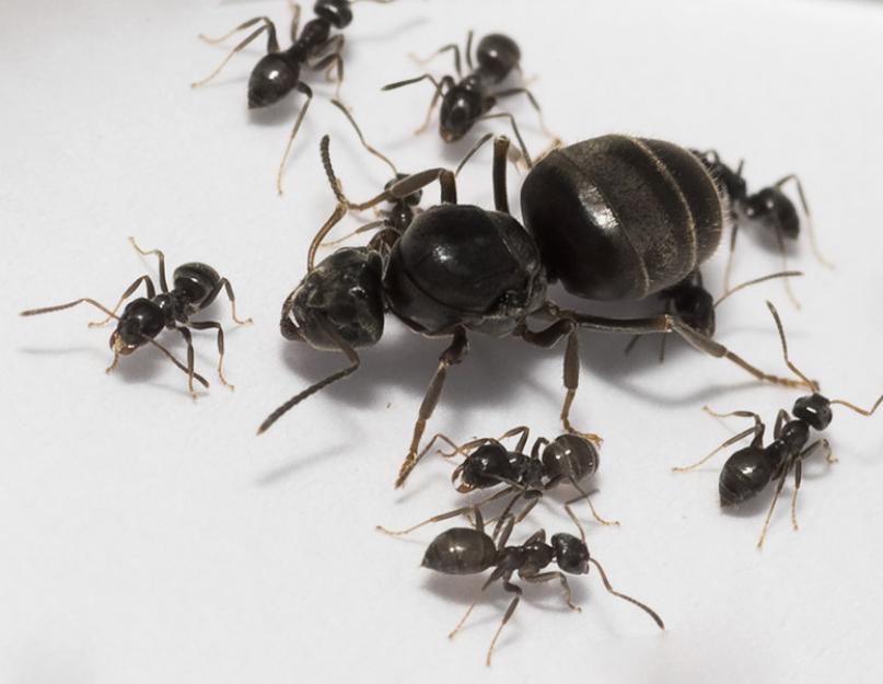 Средство борьбы с садовыми муравьями. Чем обработать пионы, чтобы вывести муравьев