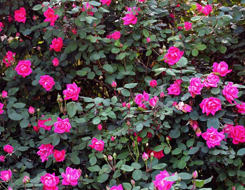 Все о розах в саду. Кустовые розы: посадка и уход, выращивание и размножение