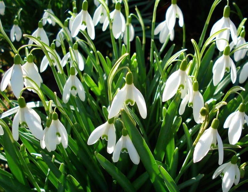 Нежный цветок появился в лесу. Белые подснежники — первые весенние цветы