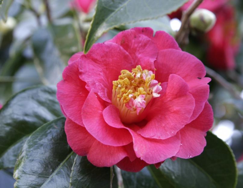 Камелия – цветущие чайные кусты. Камелия (Camellia)