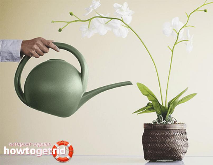 Как сделать так чтобы орхидея цвела долго. Уход за орхидеей: как поливать растение в домашних условиях