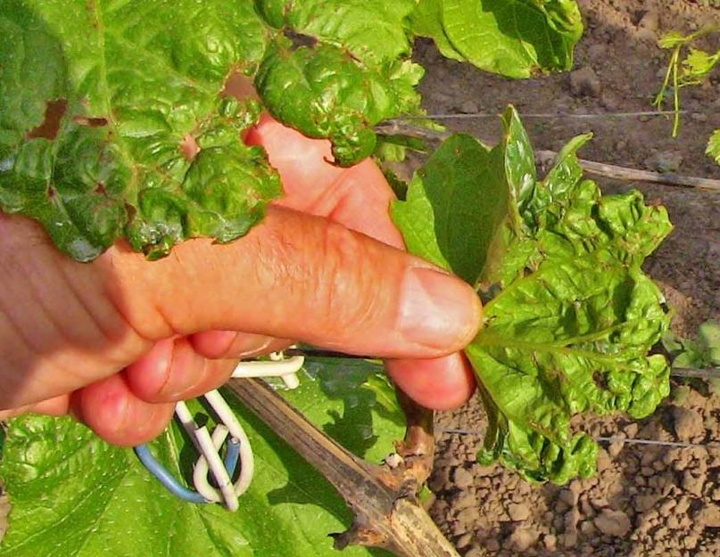 Болезнь винограда пятнистая лоза. Распространенные болезни винограда и эффективная борьба с ними