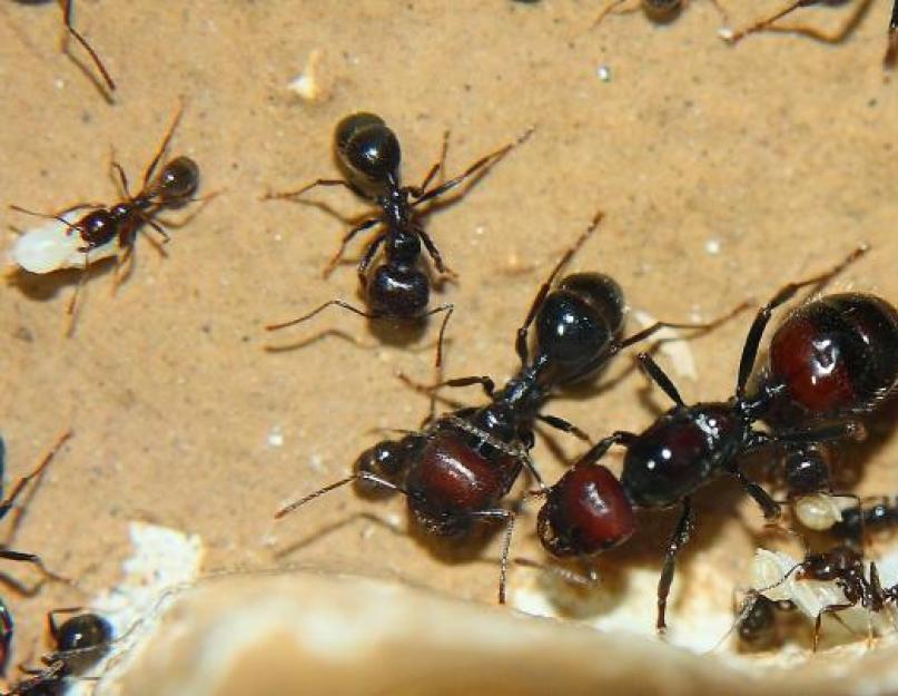 Десятка самых болезненных укусов среди насекомых. Самые болезненные укусы мира Красный американский муравей жнец