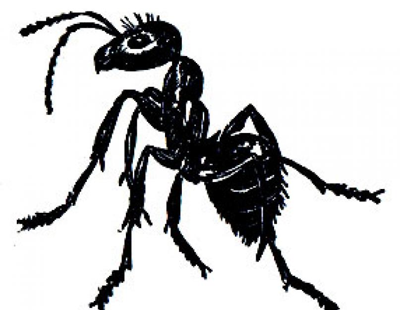 Чем питаются муравьи. Стандартный рацион самых распространенных видов муравьев