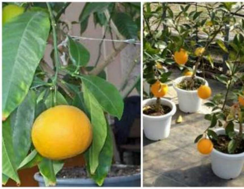 Какие требования предъявляет при выращивании апельсин дома. Дитя света и тепла — как вырастить апельсин из косточки в домашних условиях, как посадить, как привить, как ухаживать