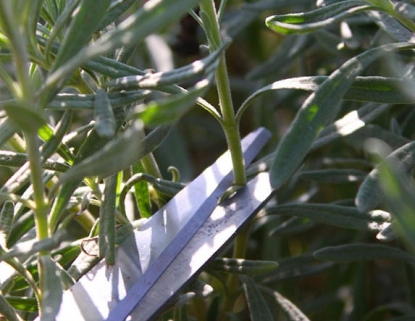 Как вырастить лаванду из семян в домашних условиях: правила и особенности. Марганцовка для здоровья растений — надёжная и незаменимая