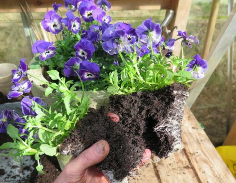 Выращивание виолы из семян в домашних условиях. Выращивание виолы из семян, способы и рекомендации