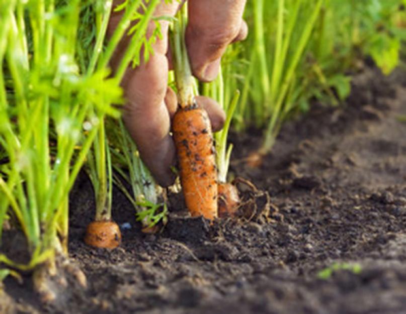 Когда садить морковь в году. Когда сажать морковь? Нужно ли поливать морковь после посадки