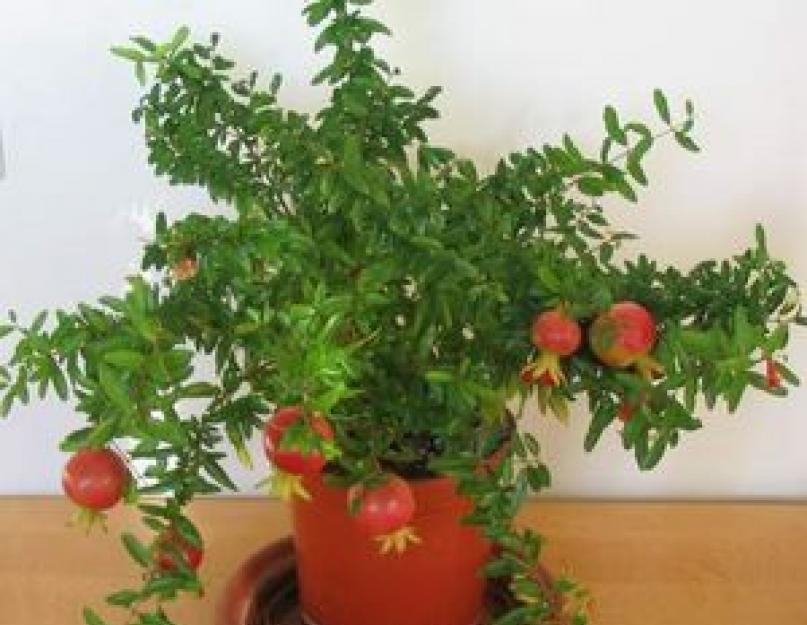 Драгоценная ягода – гранат: посадка и уход. Гранатовое дерево (гранат) — выращивание и уход за растением в домашних условиях