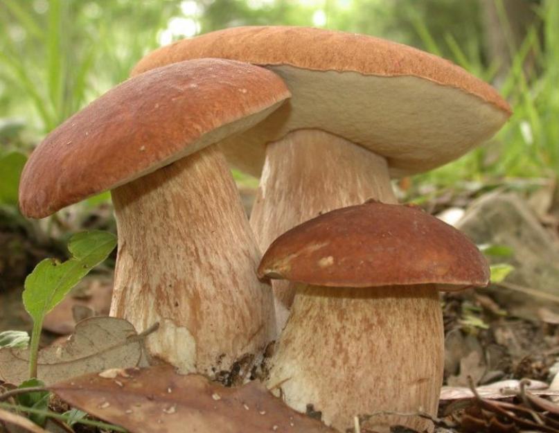 Посадка белых грибов на даче мицелий. Как вырастить лесные грибы на участке? Проверенные способы! Пересадка из леса