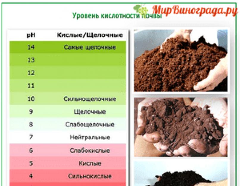 Как проверить рн почвы в домашних условиях. Влияние кислотности грунта на качество урожая – измеряем pH почвы самостоятельно