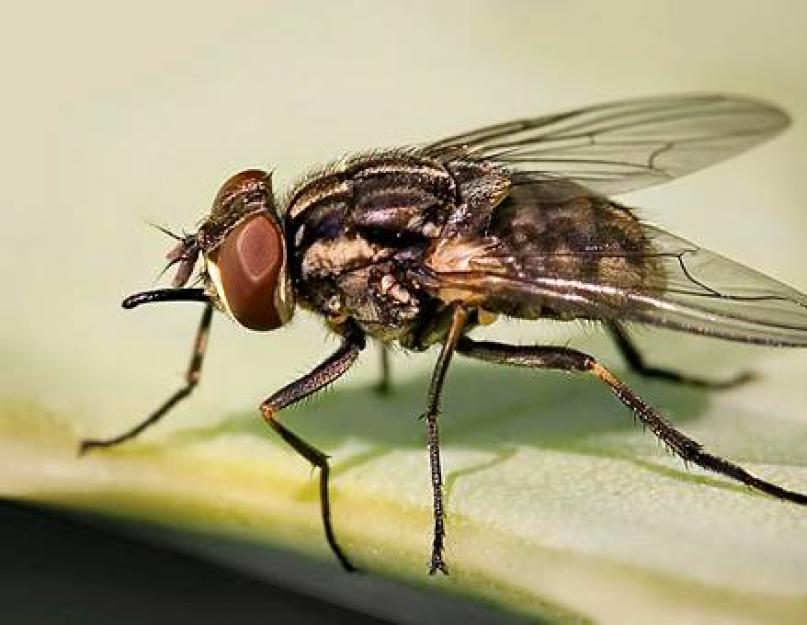 Дома очень много мух что делать. Как навсегда вывести из своей квартиры или дома надоедливых мух? Квартиры и офисы