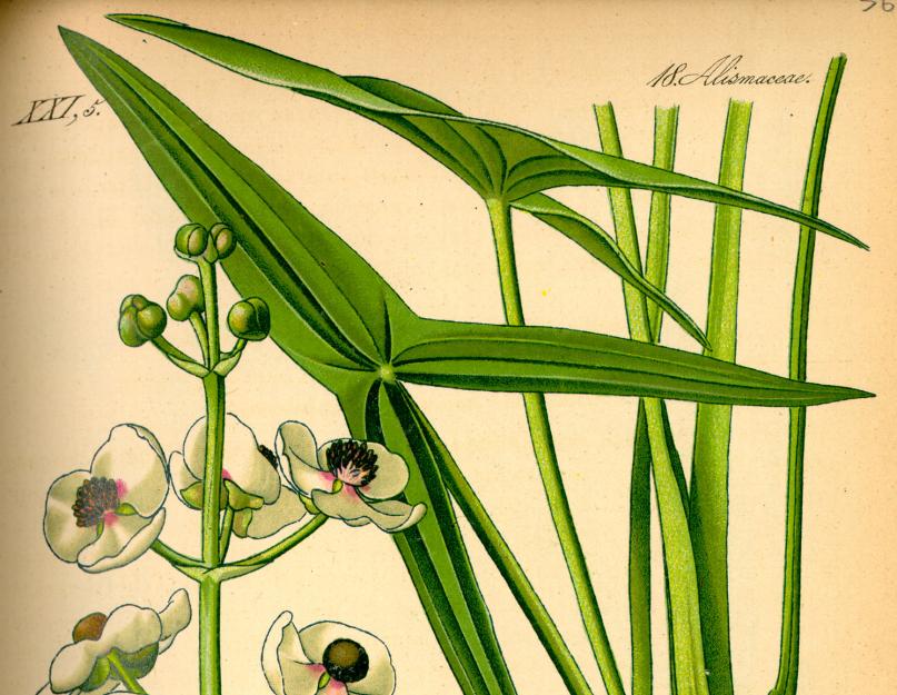 Стрелолист (Sagittaria sagittaefolia) – аквариумное растение. Стрелолист – яркий любитель воды