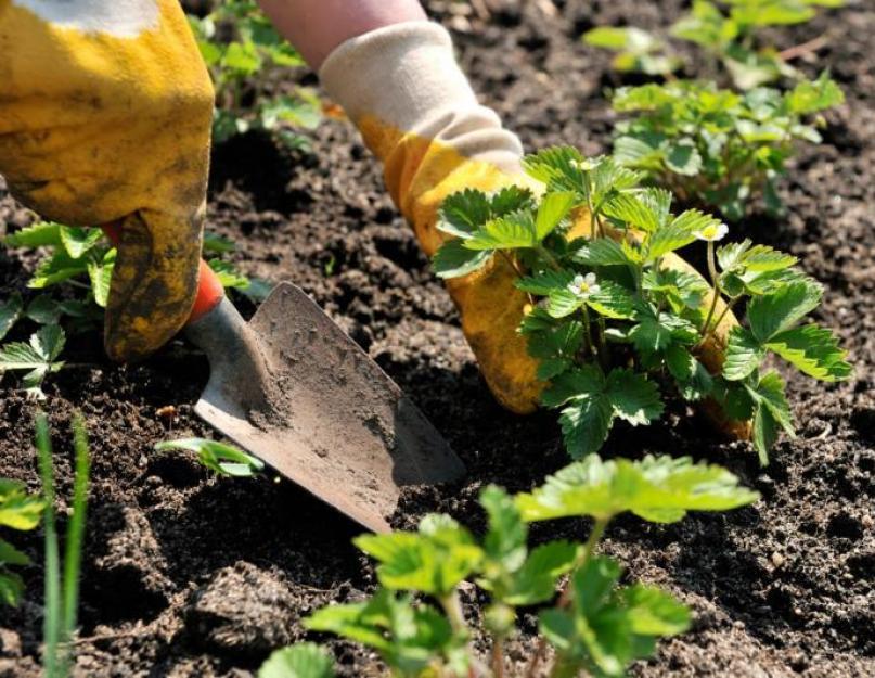 Как выращивать клубнику: способы посадки и этапы развития. Румяная красавица с грядки – клубника