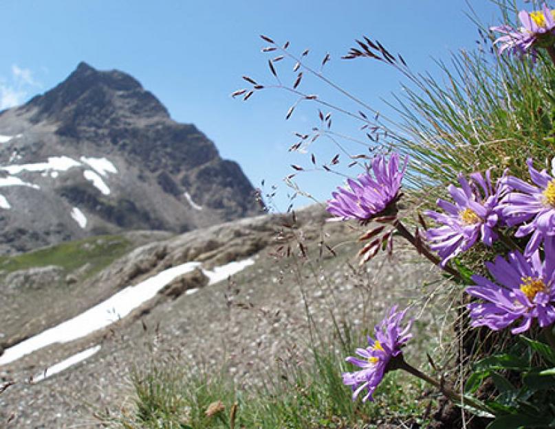 Астра альпийская многолетняя: выращивание и уход. Астра альпийская многолетняя