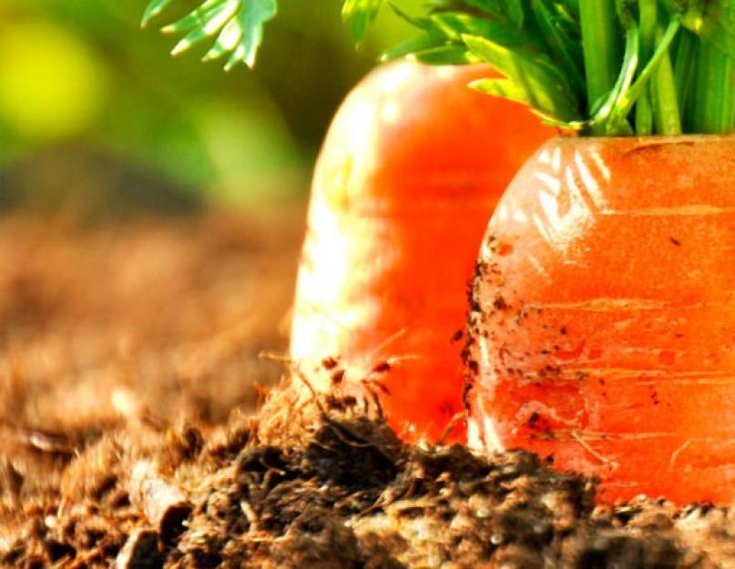 Выращивание моркови: современные способы получения богатого урожая. Секреты выращивания и ухода за морковью в открытом грунте, чтобы был хороший урожай