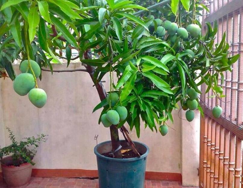 Как выглядит дерево манго. Как растет дерево манго и можно ли его вырастить в домашних условиях из косточки
