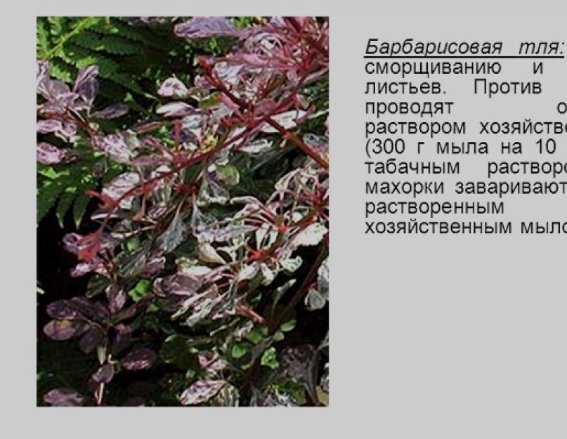 Посадка барбариса весной и осенью: декоративного и обыкновенного. Барбарис: посадка и уход в открытом грунте, фото