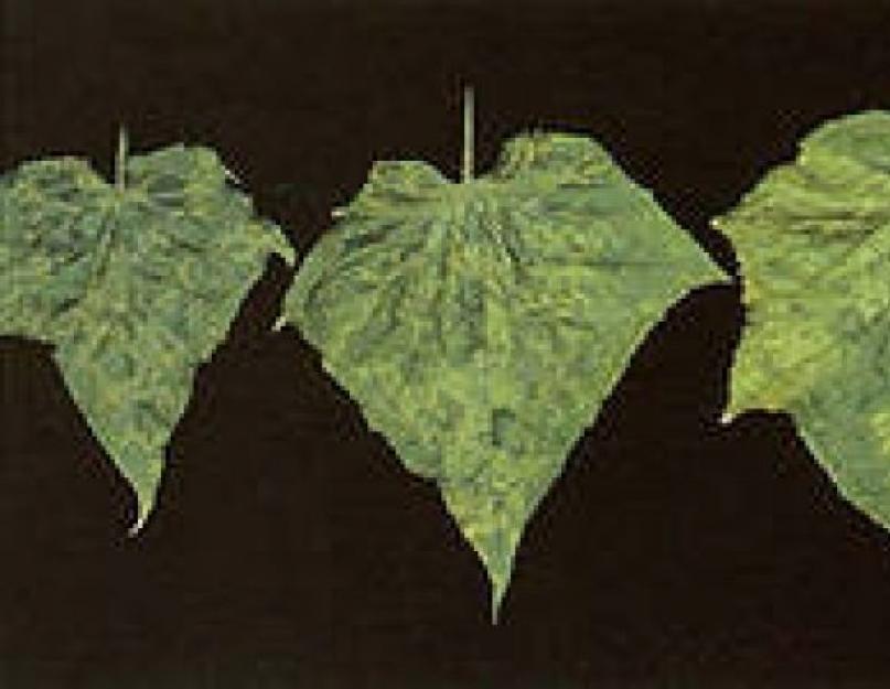 Почему листья на огурцах мраморные. Почему листья у огурцов становятся мраморными