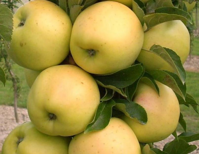 Сорта пресных яблок. Виды и сорта яблонь