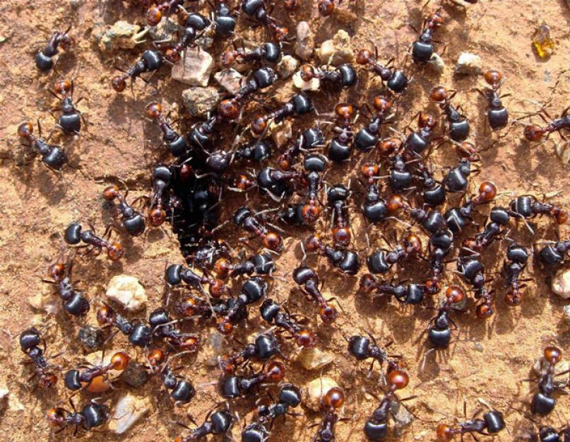 Муравейник жилище муравьев. Удивителен каждый день! Что собой представляет муравейник