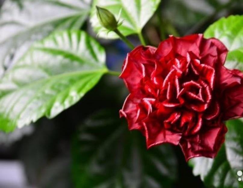 Выращивание роз из букета или новая жизнь срезанных цветов. Как вырастить соевые ростки в домашних условиях