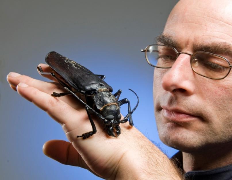 Дровосек-титан – самый большой жук в мире. Жук титан или дровосек-титан – крупное насекомое Южной Америки Дровосек титан самое большое насекомое на земле
