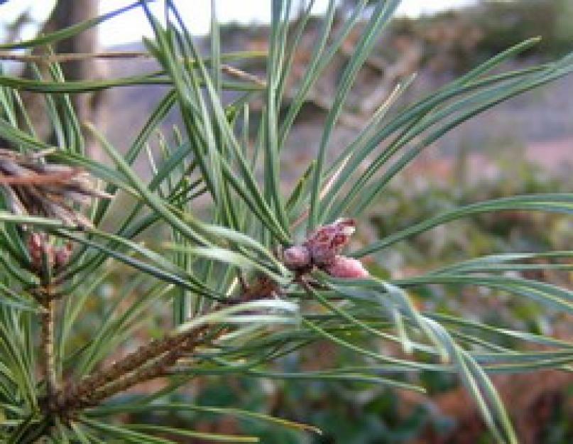 Характеристики и лечебные свойства сосны обыкновенной. Сосна обыкновенная — Pinus sylvestris