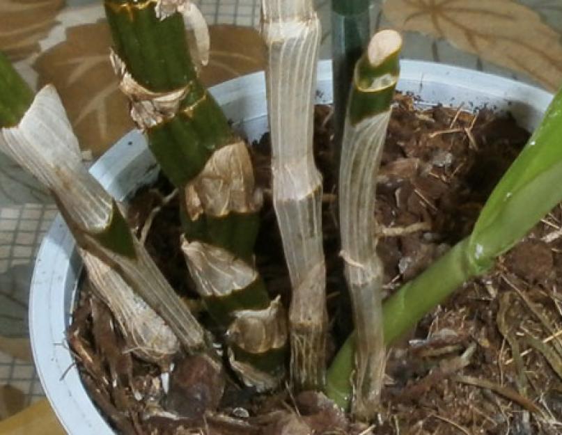 Дендробиум пересадка в домашних условиях. Псевдобульба Дендробиум Нобиле. Орхидея Дендробиум Нобиле размножение. Росток орхидеи Дендробиум. Орхидея Дендробиум Нобиле пересадка.