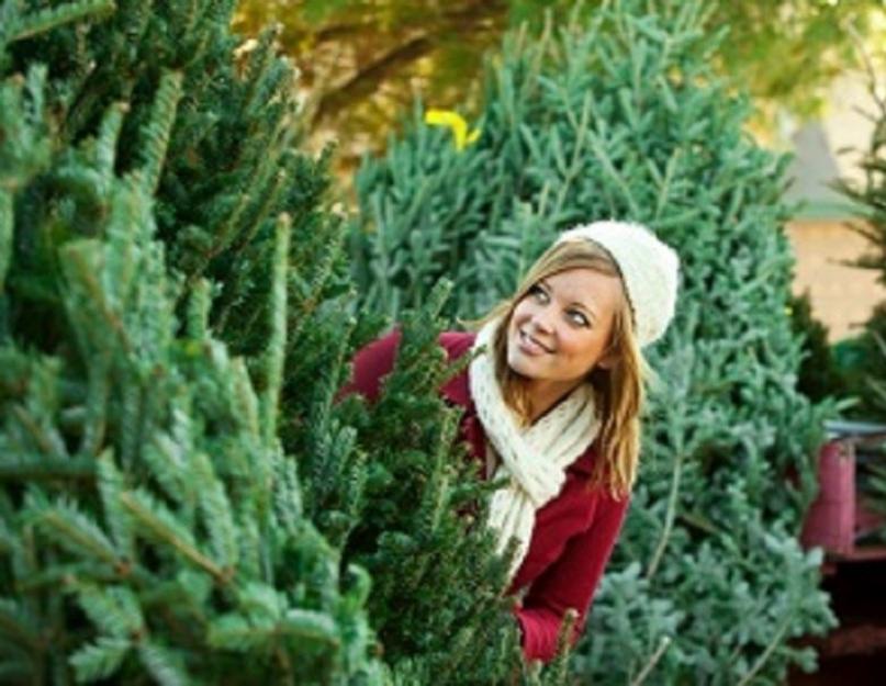 Как сохранить живую новогоднюю елку подольше. Вечно зеленая: как сделать, чтобы елка стояла долго