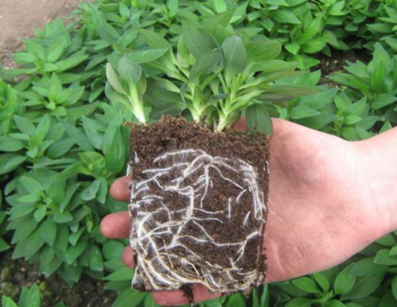 Альстромерия, выращивание из семян: советы и рекомендации. Как посадить и вырастить цветы альстромерия на дачном участке