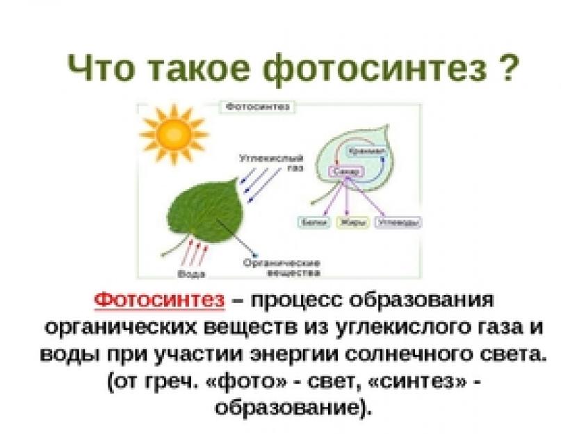 Что входит в фотосинтез. Как происходит фотосинтез? Углекислый газ в процессе фотосинтеза