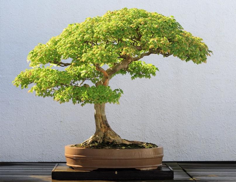 Маленькое японское дерево в горшке. Японское дерево бонсай: как вырастить и сформировать