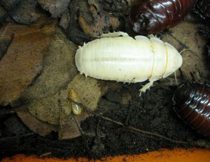 Тайны и домыслы о белых тараканах-альбиносах: откуда взялись, что это вообще такое, опасны ли для человека. Тараканы мутанты Тараканы мутанты