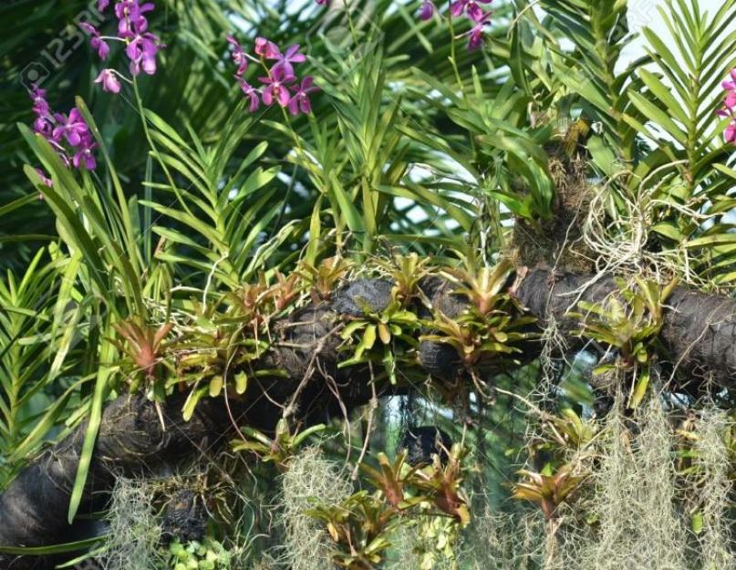 Орхидея воздушные корни уход. Что нужно делать с воздушными корнями орхидеи