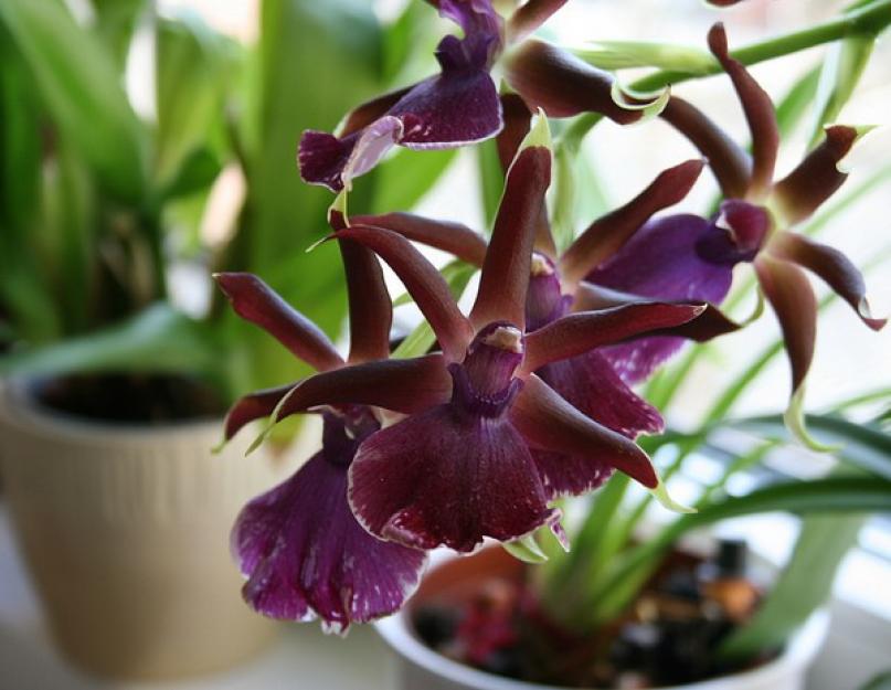 Растение камбрия. Уход за орхидеей камбрией в домашних условиях