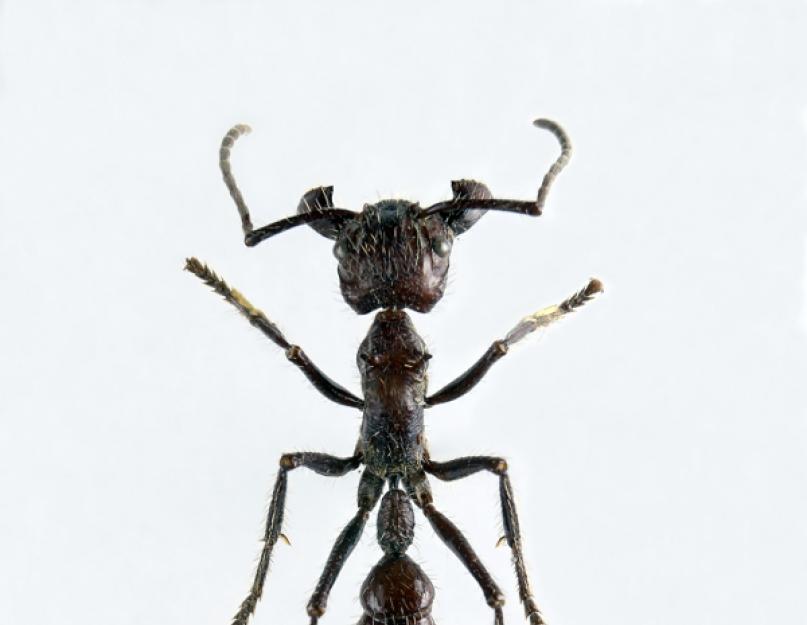 Сила муравья. Муравьи: виды, особенности внешнего и внутреннего строения тела, размножение